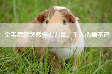 金毛后腿突然失去力量，主人心痛不已