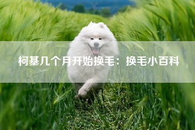 柯基几个月开始换毛：换毛小百科