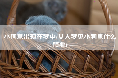小狗崽出现在梦中(女人梦见小狗崽什么预兆)