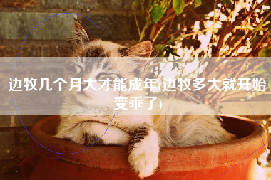 边牧几个月大才能成年(边牧多大就开始变乖了)