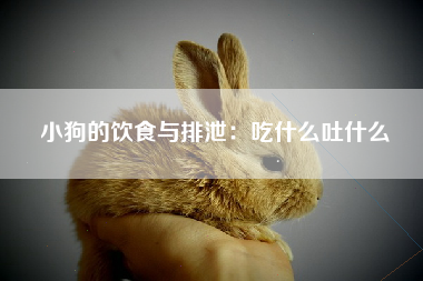 小狗的饮食与排泄：吃什么吐什么