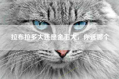 拉布拉多大还是金毛大，你选哪个