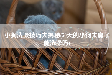 小狗洗澡技巧大揭秘(50天的小狗太臭了能洗澡吗)