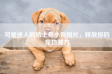 可爱迷人的哈士奇小狗图片，释放你的宠物潜力