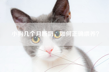 小狗几个月断奶，如何正确喂养？