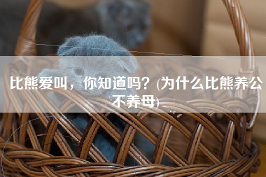 比熊爱叫，你知道吗？(为什么比熊养公不养母)