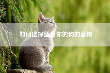 如何选择适合你的狗的营粮