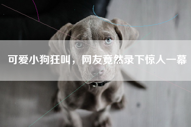 可爱小狗狂叫，网友竟然录下惊人一幕