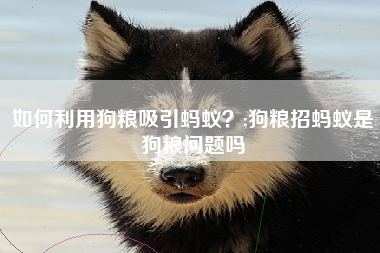 如何利用狗粮吸引蚂蚁？;狗粮招蚂蚁是狗粮问题吗