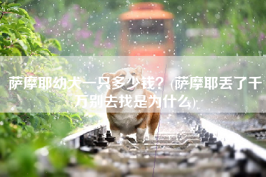 萨摩耶幼犬一只多少钱？(萨摩耶丢了千万别去找是为什么)