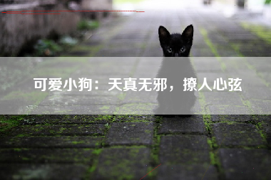 可爱小狗：天真无邪，撩人心弦