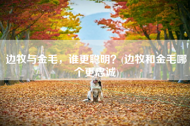 边牧与金毛，谁更聪明？(边牧和金毛哪个更忠诚)