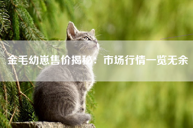 金毛幼崽售价揭秘：市场行情一览无余