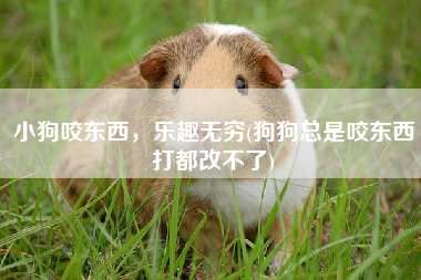 小狗咬东西，乐趣无穷(狗狗总是咬东西打都改不了)