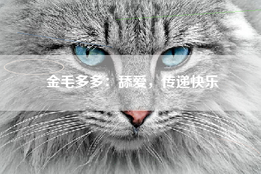 金毛多多：舔爱，传递快乐