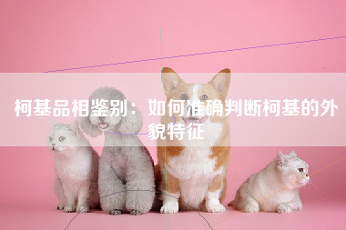 柯基品相鉴别：如何准确判断柯基的外貌特征