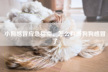 小狗感冒应急指南、怎么判断狗狗感冒了