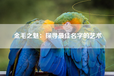 金毛之魅：探寻最佳名字的艺术