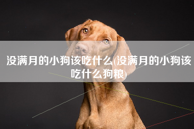没满月的小狗该吃什么(没满月的小狗该吃什么狗粮)