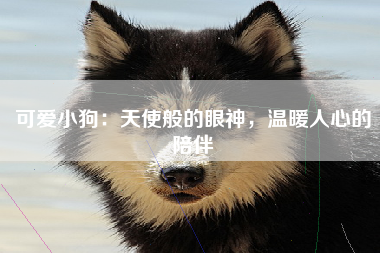 可爱小狗：天使般的眼神，温暖人心的陪伴