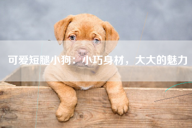 可爱短腿小狗：小巧身材，大大的魅力