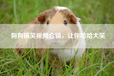 狗狗搞笑视频合辑，让你哈哈大笑