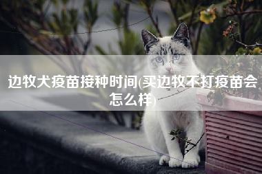 边牧犬疫苗接种时间(买边牧不打疫苗会怎么样)