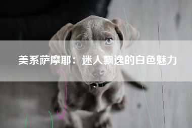 美系萨摩耶：迷人飘逸的白色魅力