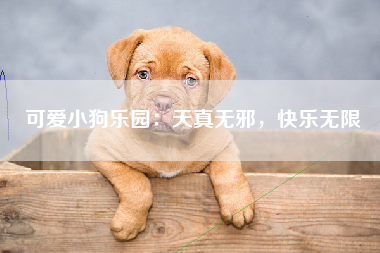 可爱小狗乐园：天真无邪，快乐无限