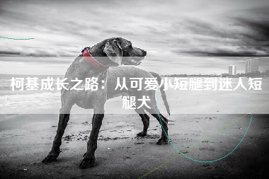 柯基成长之路：从可爱小短腿到迷人短腿犬