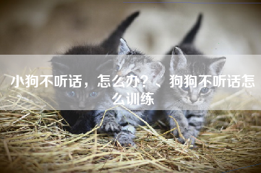 小狗不听话，怎么办？、狗狗不听话怎么训练