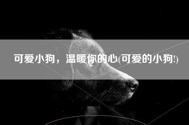 可爱小狗，温暖你的心(可爱的小狗!)