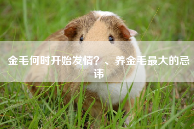 金毛何时开始发情？、养金毛最大的忌讳