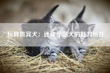 玩具贵宾犬：迷你伴侣犬的魅力所在