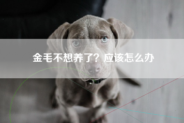 金毛不想养了？应该怎么办