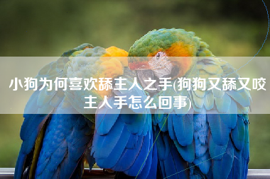 小狗为何喜欢舔主人之手(狗狗又舔又咬主人手怎么回事)