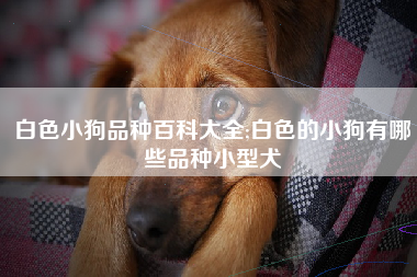 白色小狗品种百科大全;白色的小狗有哪些品种小型犬