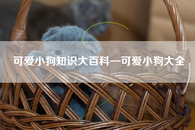 可爱小狗知识大百科—可爱小狗大全