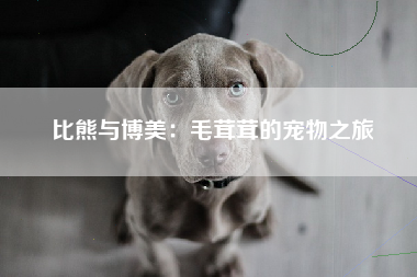 比熊与博美：毛茸茸的宠物之旅