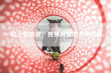 哈士奇明星：独领风骚的犬界巨星