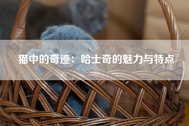 猫中的奇迹：哈士奇的魅力与特点