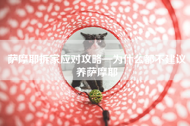 萨摩耶拆家应对攻略—为什么都不建议养萨摩耶