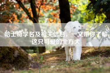 哈士奇学名及相关信息，一文带你了解这只可爱的北方犬