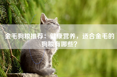 金毛狗粮推荐：健康营养，适合金毛的狗粮有哪些？