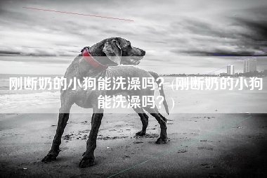 刚断奶的小狗能洗澡吗？(刚断奶的小狗能洗澡吗？)