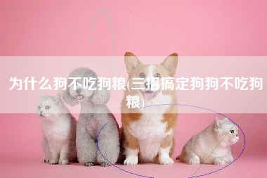 为什么狗不吃狗粮(三招搞定狗狗不吃狗粮)