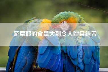 萨摩耶的食量大到令人瞠目结舌