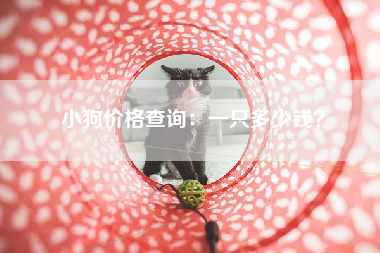 小狗价格查询：一只多少钱？