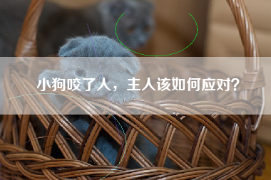 小狗咬了人，主人该如何应对？