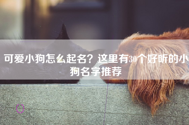 可爱小狗怎么起名？这里有30个好听的小狗名字推荐